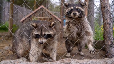 how-to-get-rid-of-raccoons