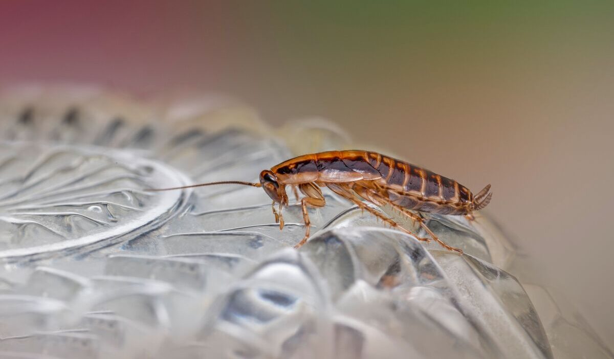 how-to-get-rid-of-roaches-fast