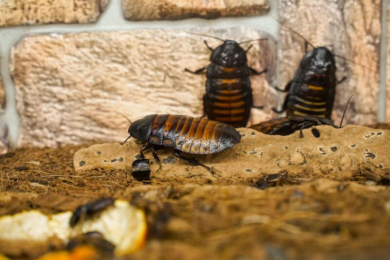 how-to-get-rid-of-roaches-fast