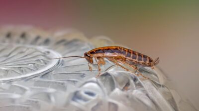 how-to-get-rid-of-roaches-fast