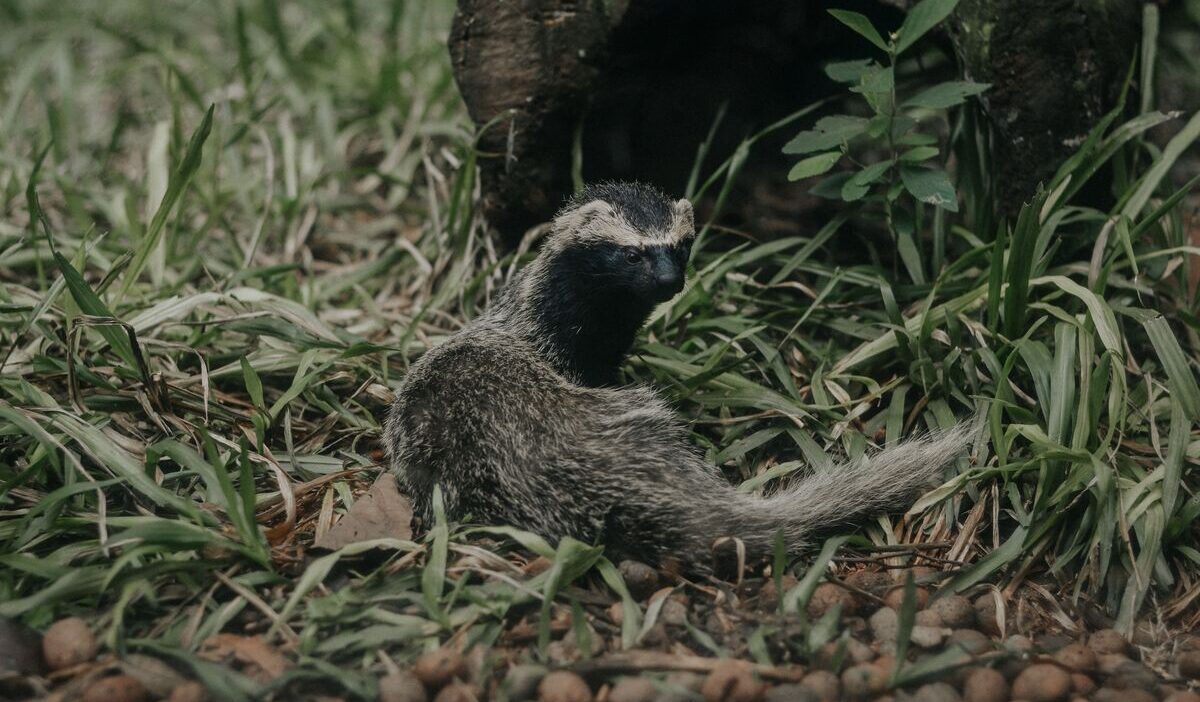 how-to-get-rid-of-skunks-under-house