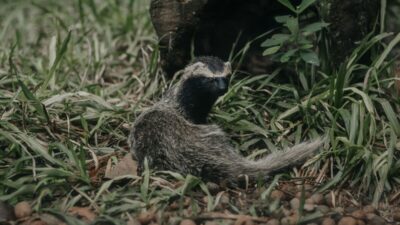 how-to-get-rid-of-skunks-under-house