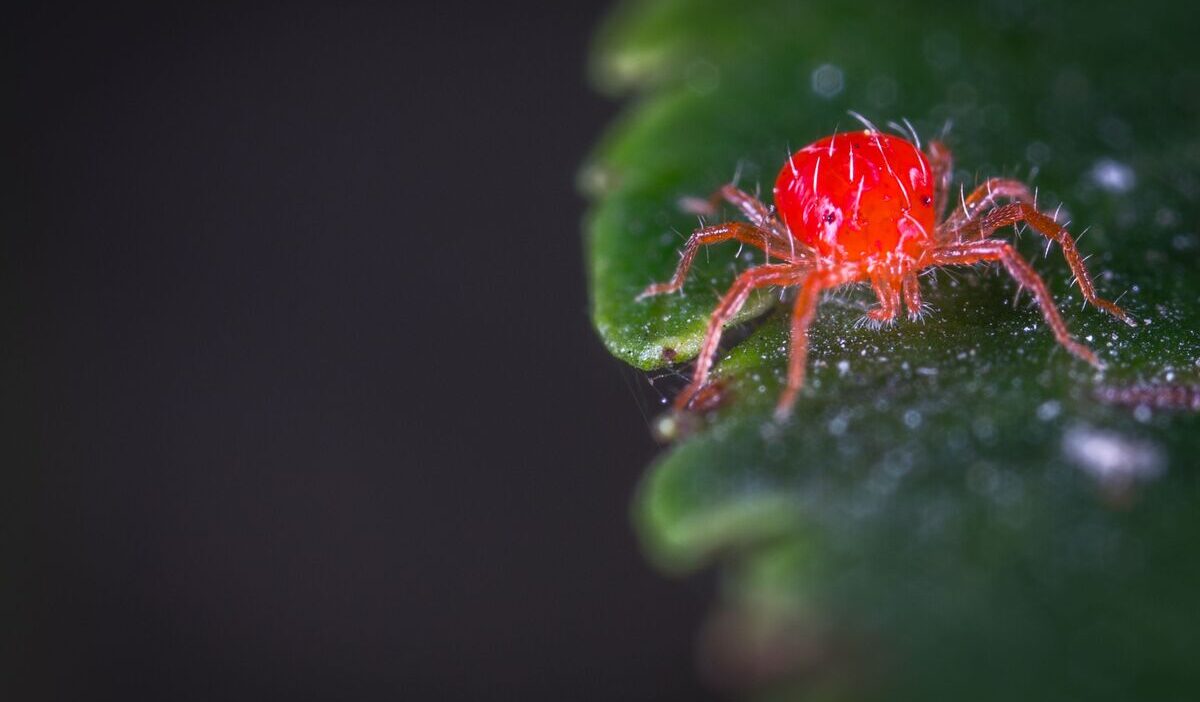 how-to-get-rid-of-spider-mites