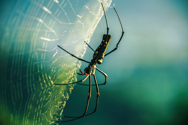 how-to-get-rid-of-spider-mites