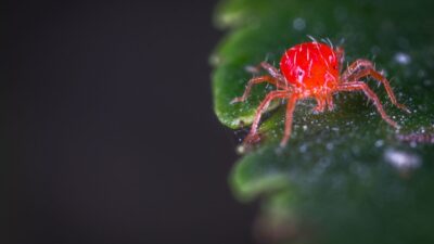 how-to-get-rid-of-spider-mites