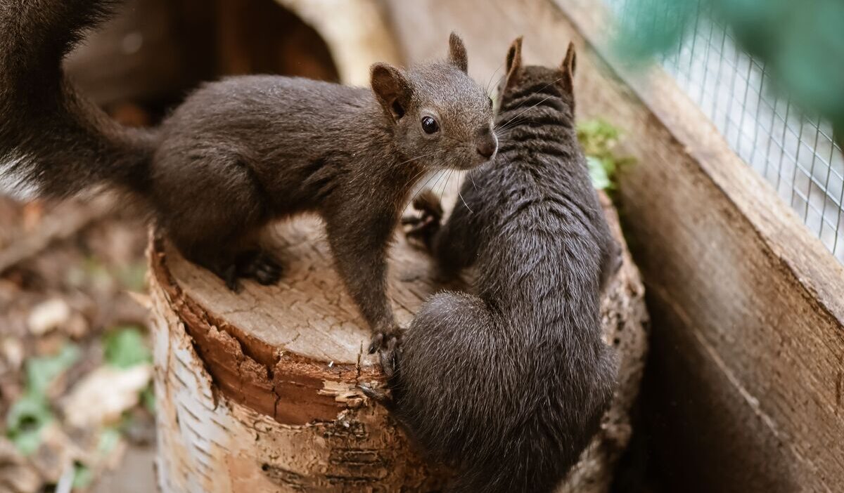 how-to-get-rid-of-squirrels-in-the-attic-