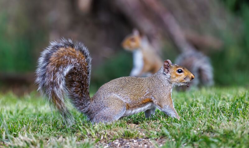 how-to-get-rid-of-ground-squirrels-