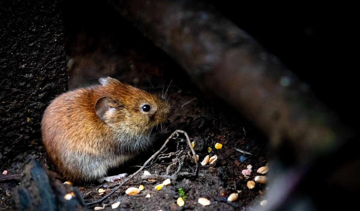 how-to-get-rid-of-voles