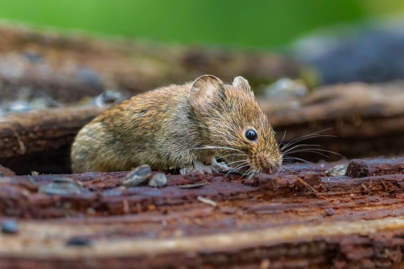 how-to-get-rid-of-voles