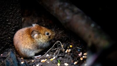 how-to-get-rid-of-voles