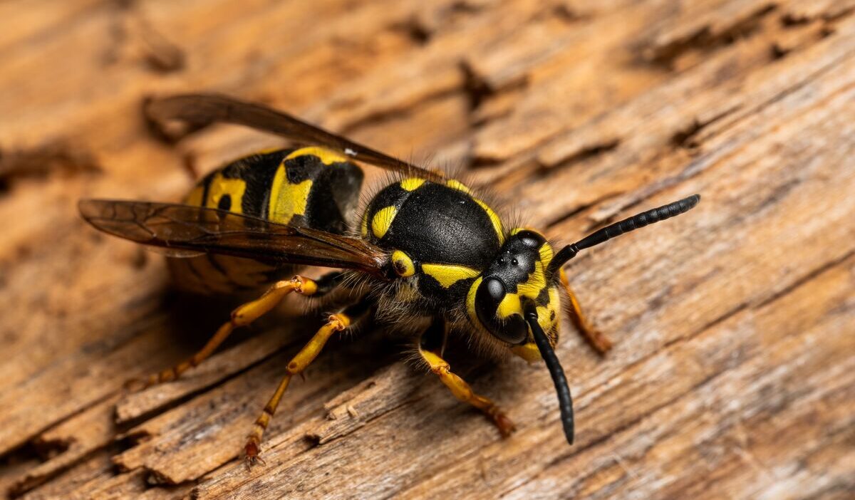 how-to-get-rid-of-yellow-jackets
