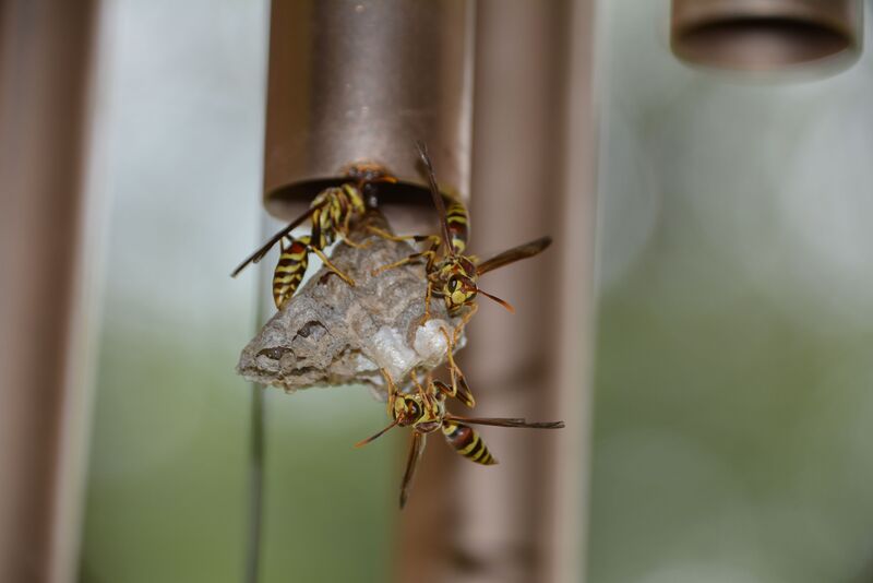 how-to-get-rid-of-yellow-jackets