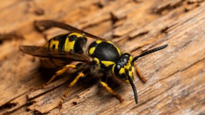 how-to-get-rid-of-yellow-jackets