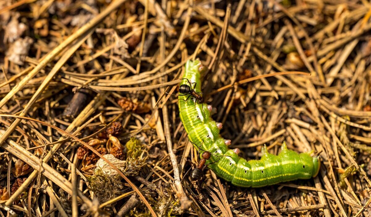how-to-get-rid-of-army-worms