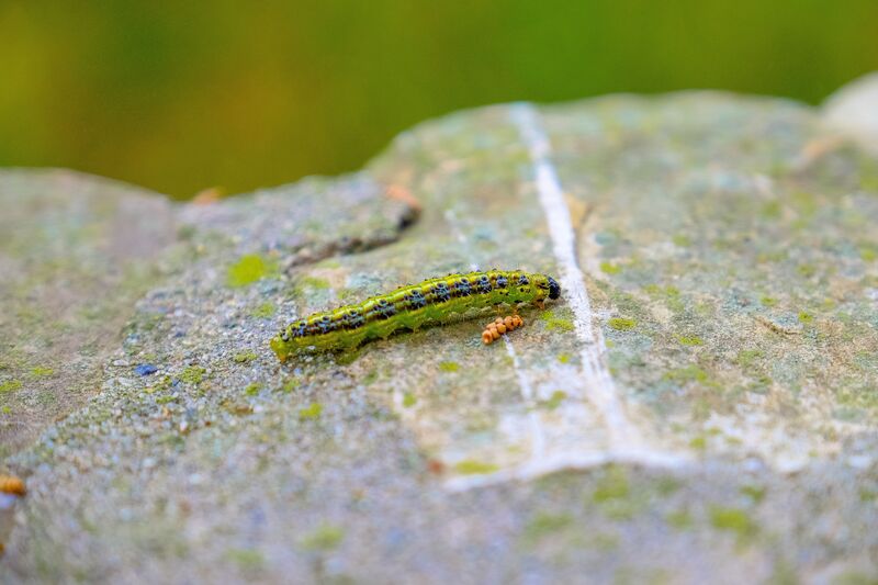 how-to-get-rid-of-army-worms