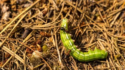 how-to-get-rid-of-army-worms