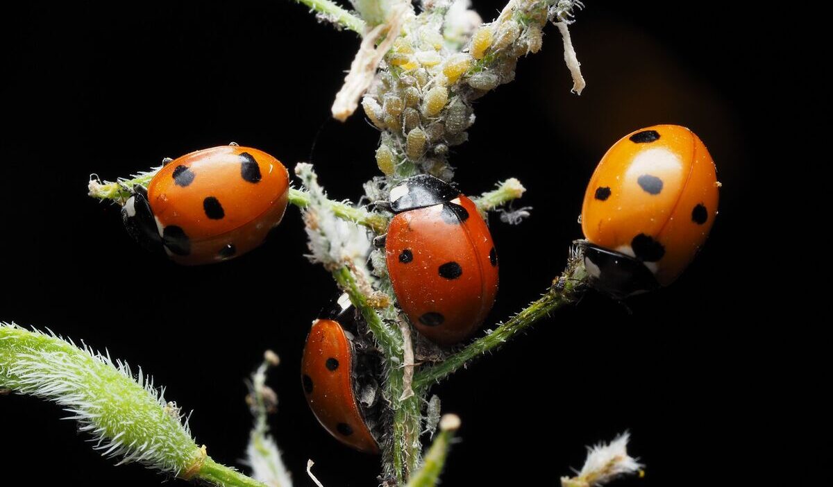 how-to-get-rid-of-asian-lady-beetles