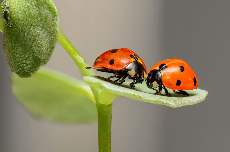 how-to-get-rid-of-asian-lady-beetles