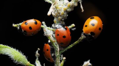 how-to-get-rid-of-asian-lady-beetles