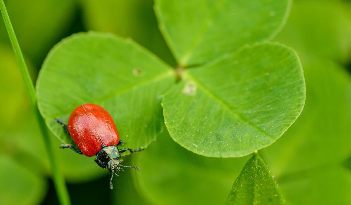 how-to-get-rid-of-clover-mites