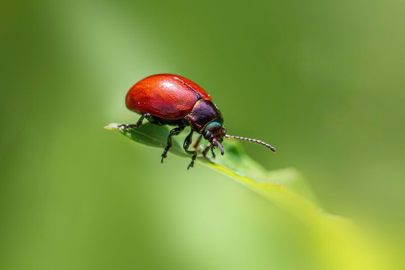 how-to-get-rid-of-clover-mites