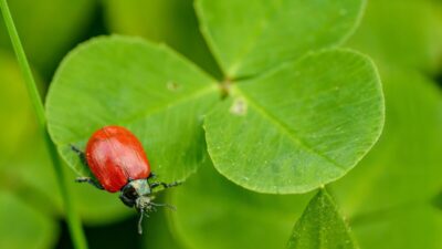 how-to-get-rid-of-clover-mites