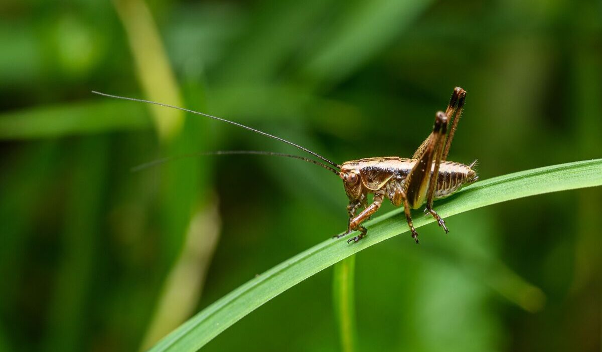 how-to-get-rid-of-crickets