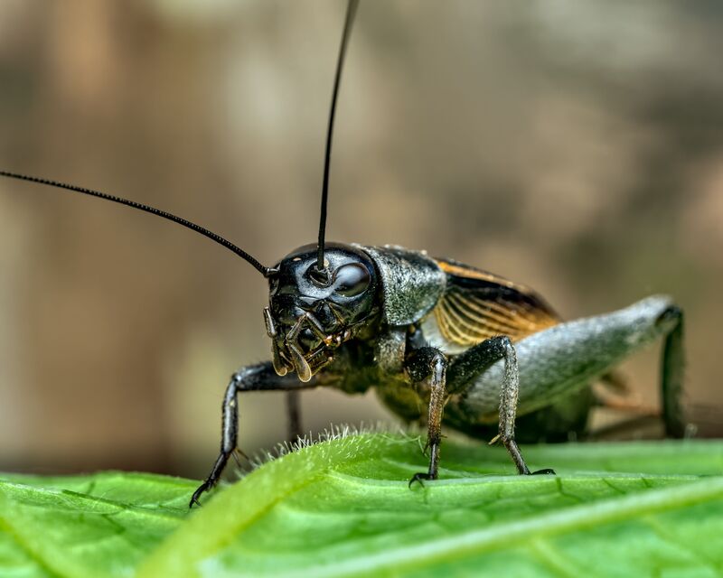 how-to-get-rid-of-crickets