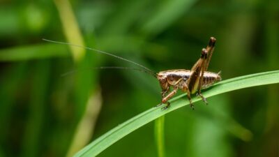 how-to-get-rid-of-crickets
