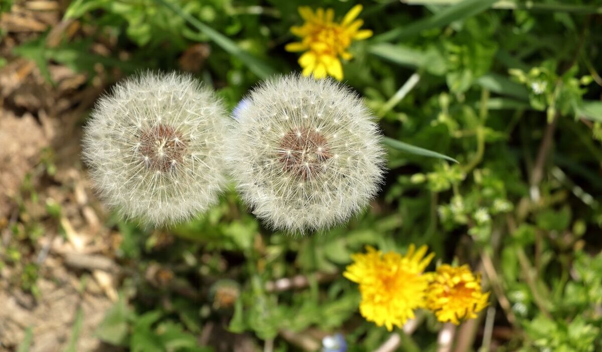 how-to-get-rid-of-dandelions