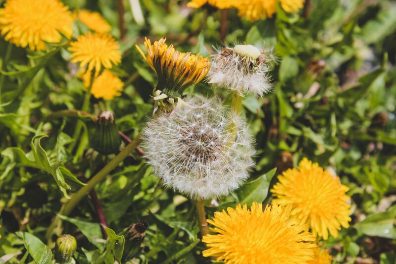 how-to-get-rid-of-dandelions