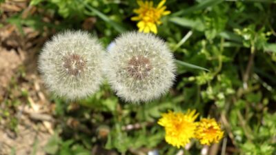 how-to-get-rid-of-dandelions