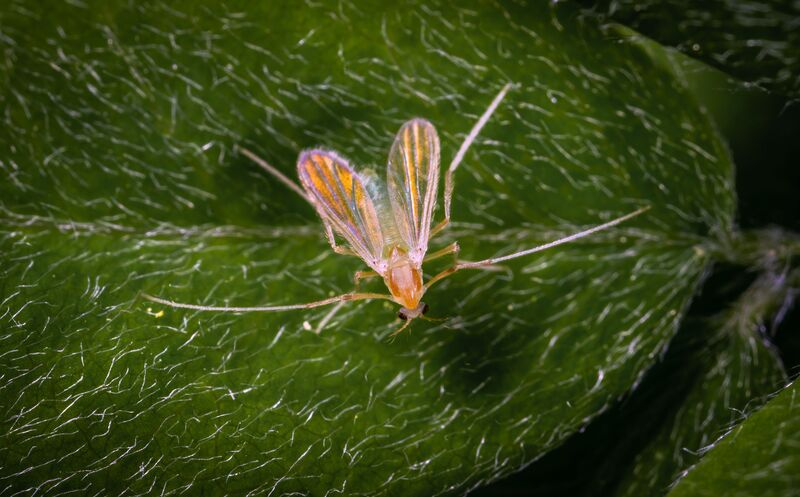 how-to-get-rid-of-gnats-in-plants