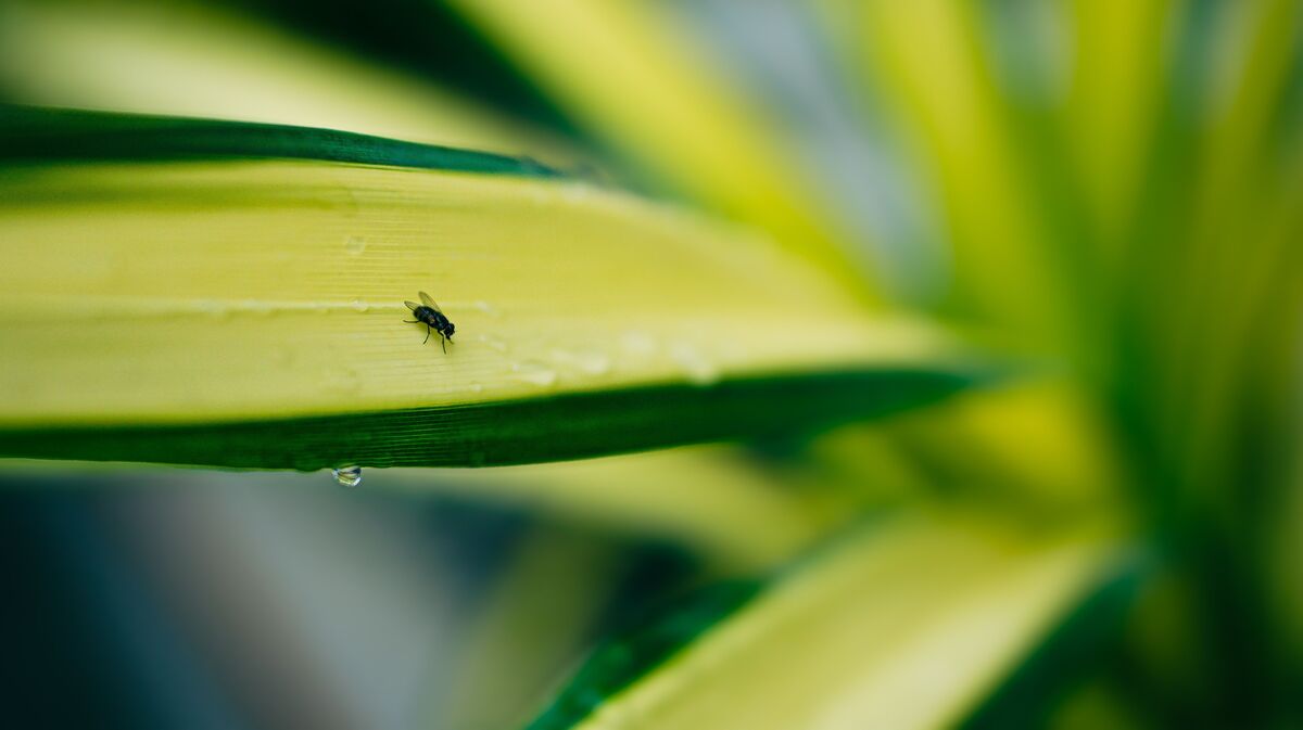how-to-get-rid-of-gnats-in-plants