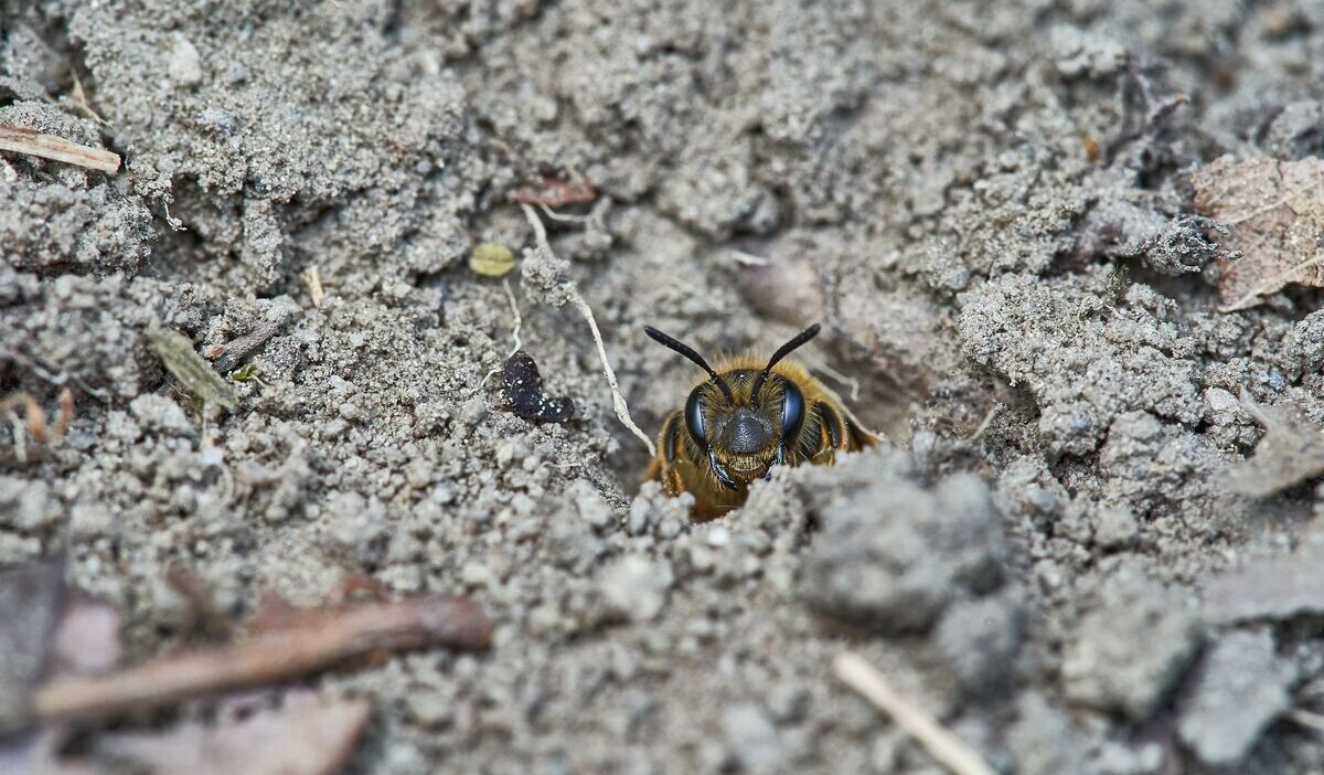 how-to-get-rid-of-ground-bees