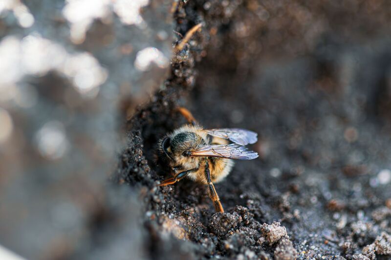 how-to-get-rid-of-ground-bees