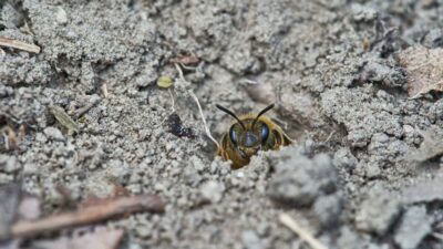 how-to-get-rid-of-ground-bees