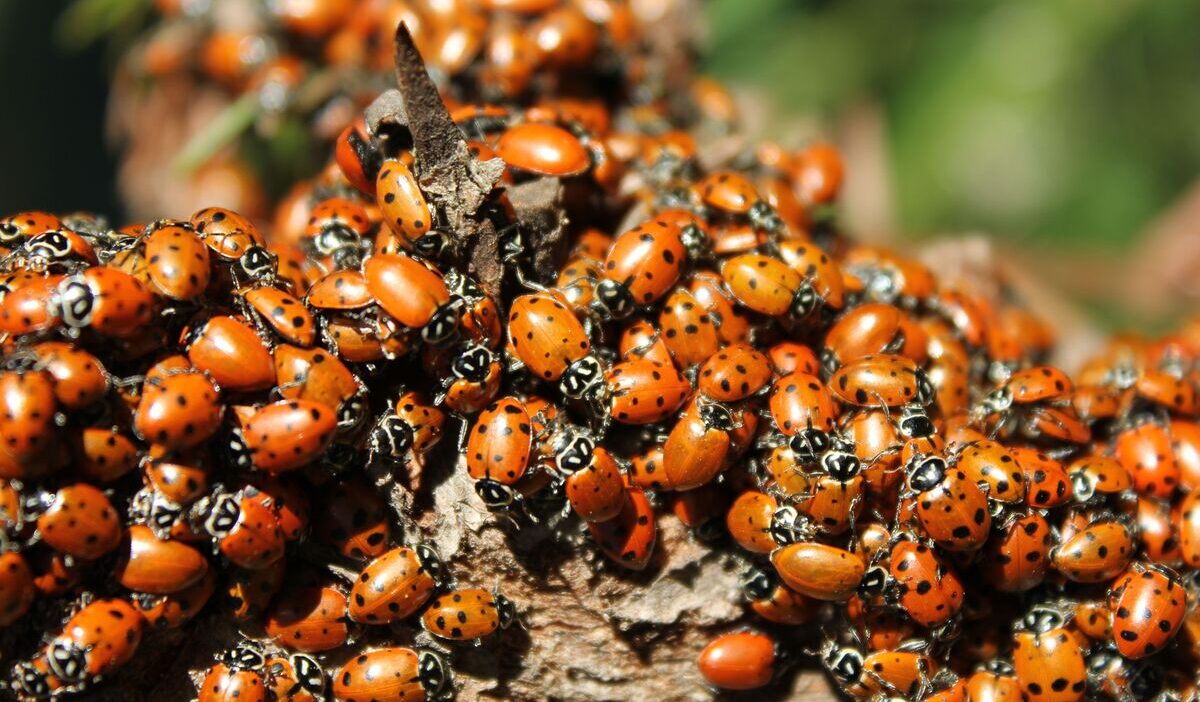 how-to-get-rid-of-ladybugs