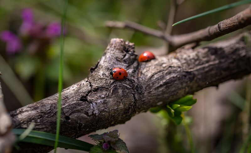 how-to-get-rid-of-ladybugs