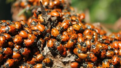 how-to-get-rid-of-ladybugs
