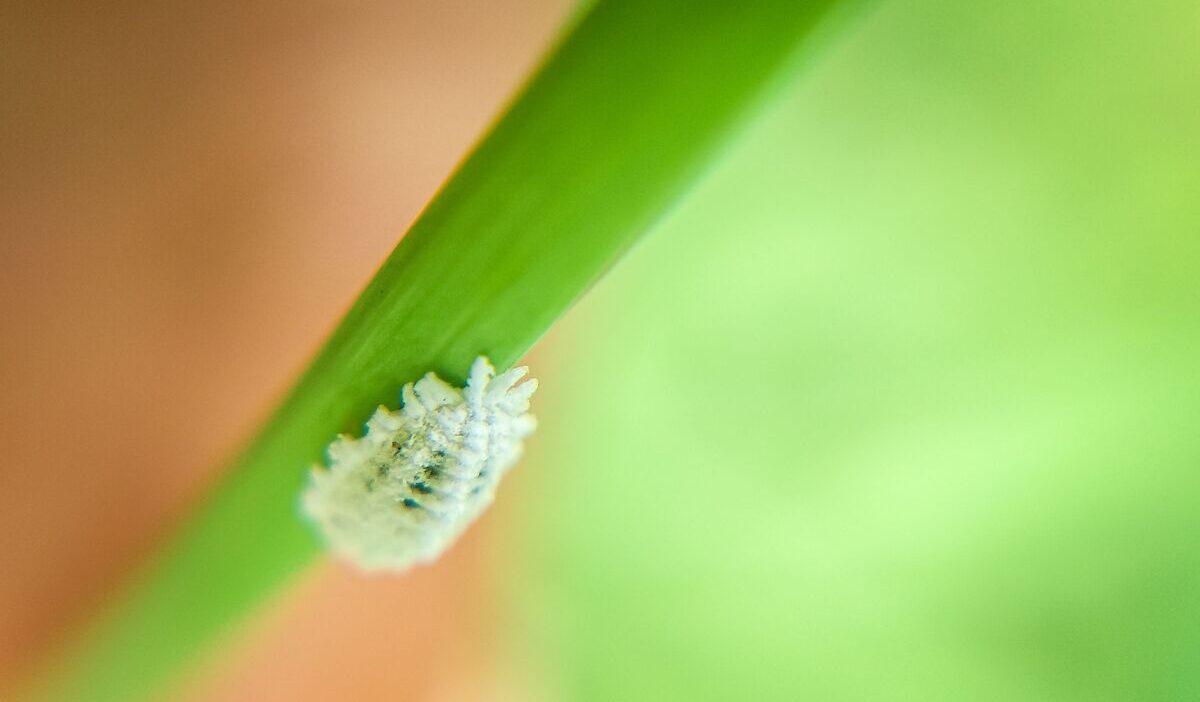how-to-get-rid-of-mealybugs