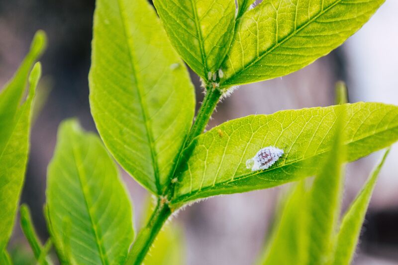 how-to-get-rid-of-mealybugs