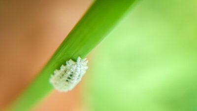 how-to-get-rid-of-mealybugs