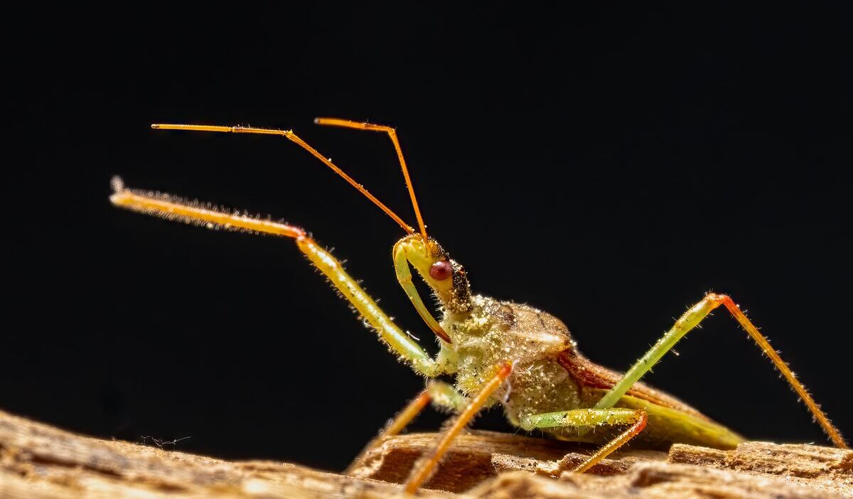 how-to-get-rid-of-springtails