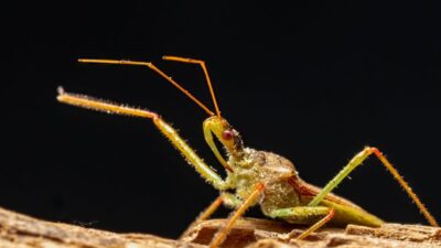 how-to-get-rid-of-springtails