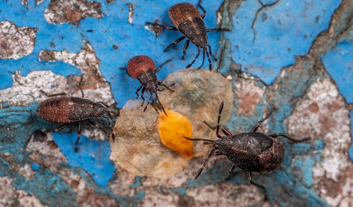 how-to-get-rid-of-squash-bugs