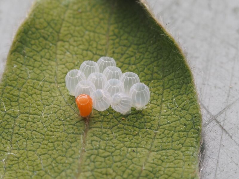 how-to-get-rid-of-squash-bugs