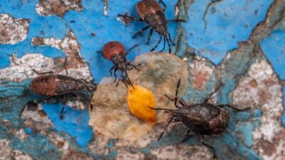 how-to-get-rid-of-squash-bugs