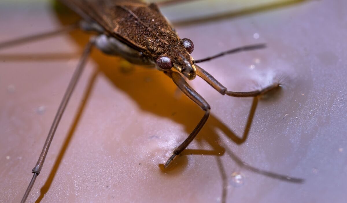 how-to-get-rid-of-water-bugs