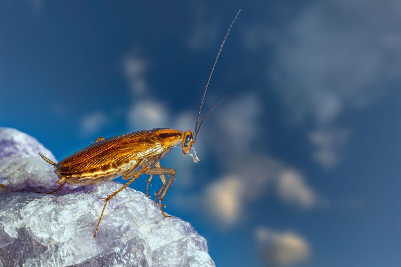 how-to-get-rid-of-water-bugs
